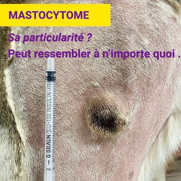 Cancérologie vétérinaire