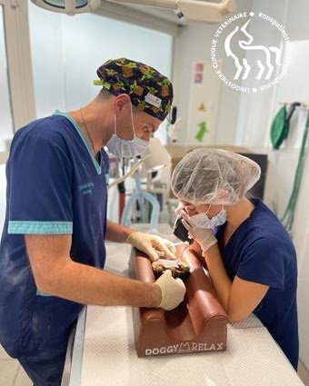 Drs Nicolas MARTINEZ et Marjorie MARIO - Experts Tortues Nice