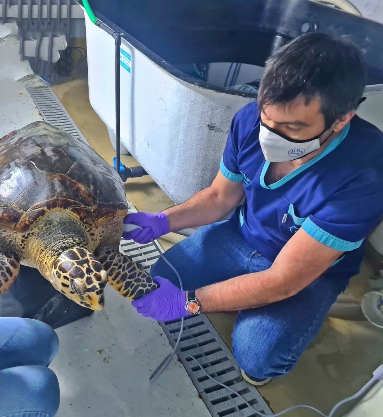 Échographie tortue marine