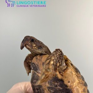 Bec de perroquet tortue