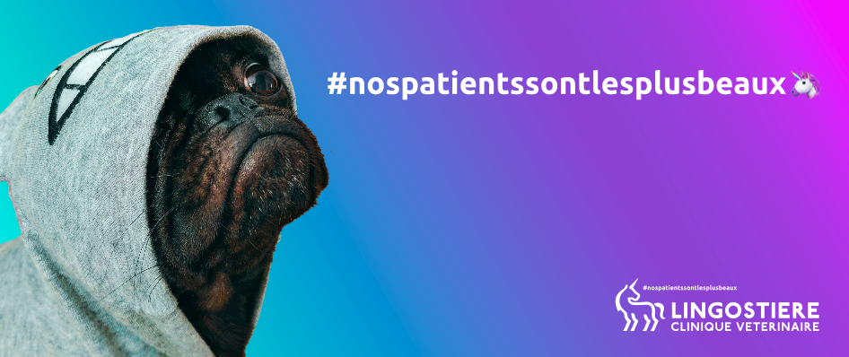 Nos patients sont les plus beaux, Lingostière Clinique Vétérinaire à Nice