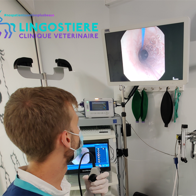 Endoscopie Vétérinaire Lingostière