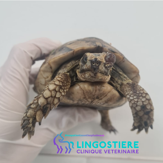 Pathologies oculaires tortue