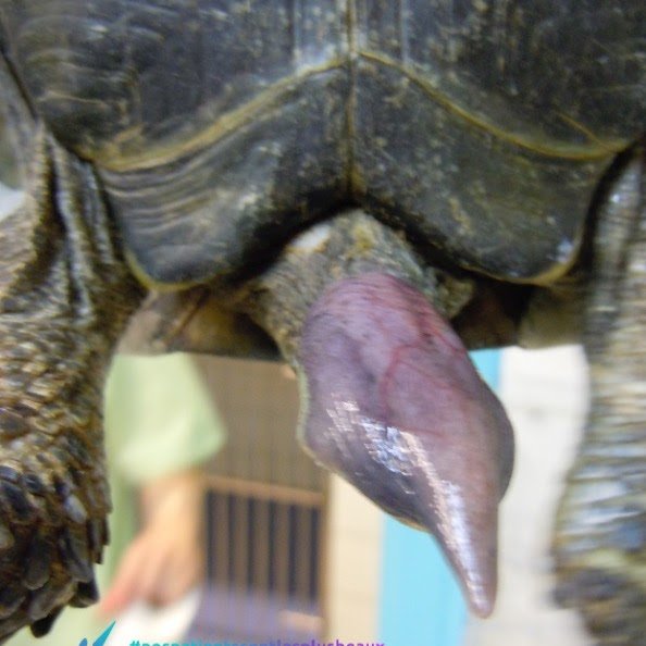 Paraphimosis tortue