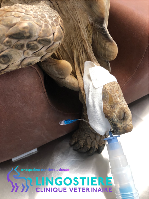 Préparation d'une tortue pour chirurgie à Nice