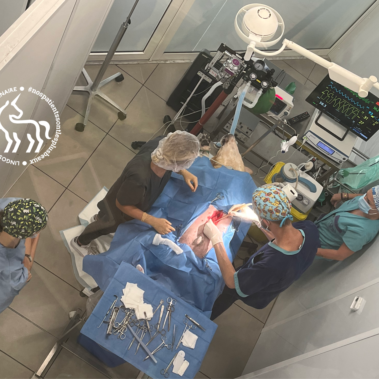 Chirurgie vétérinaire