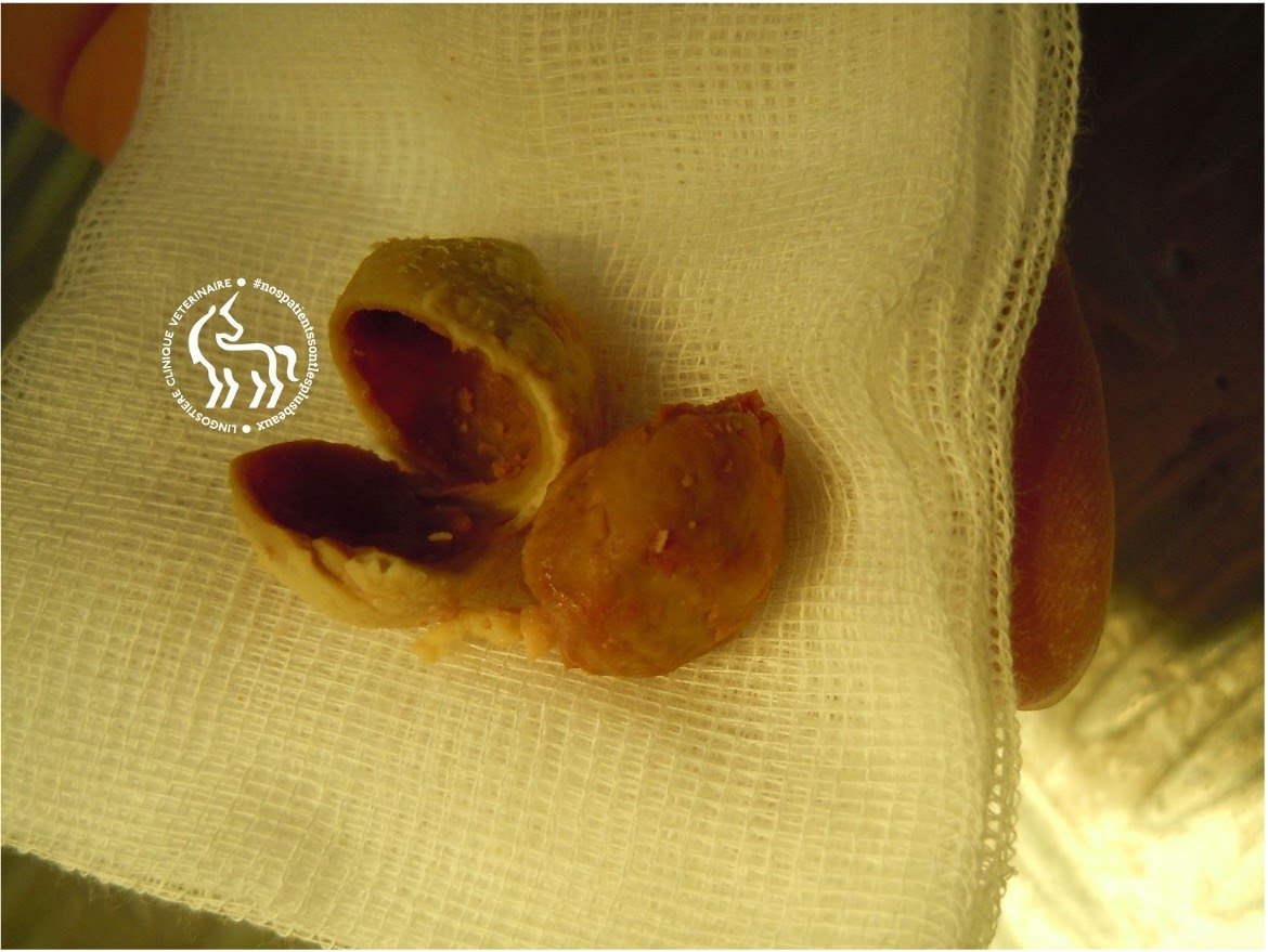 Suivi post-opératoire tortue