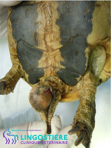 Abcès sur la queue d'une tortue