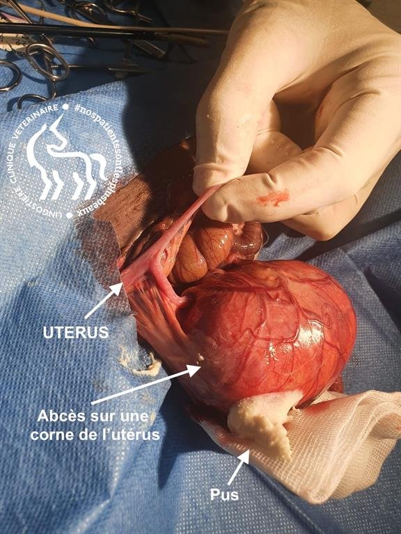 Abcès corne utérine cobaye