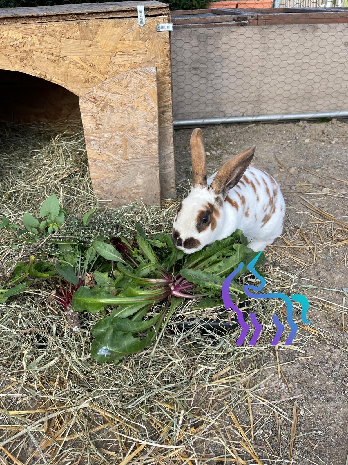 Lapin mangeant de la verdure