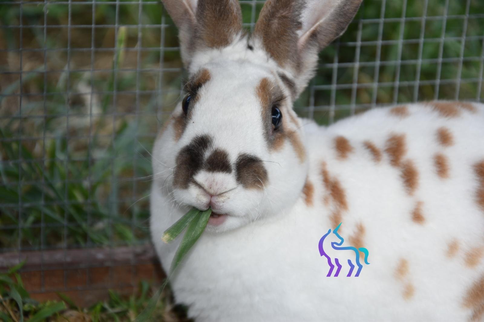 Foin de qualité pour lapin