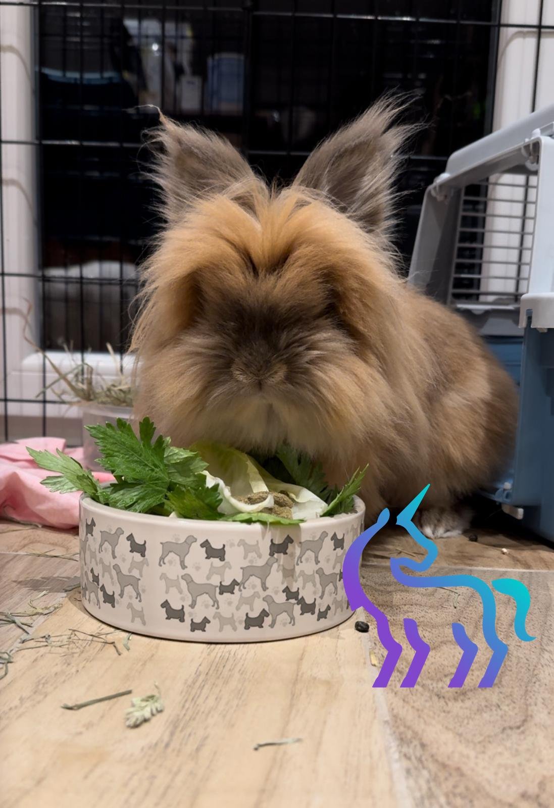 Lapin en bonne santé