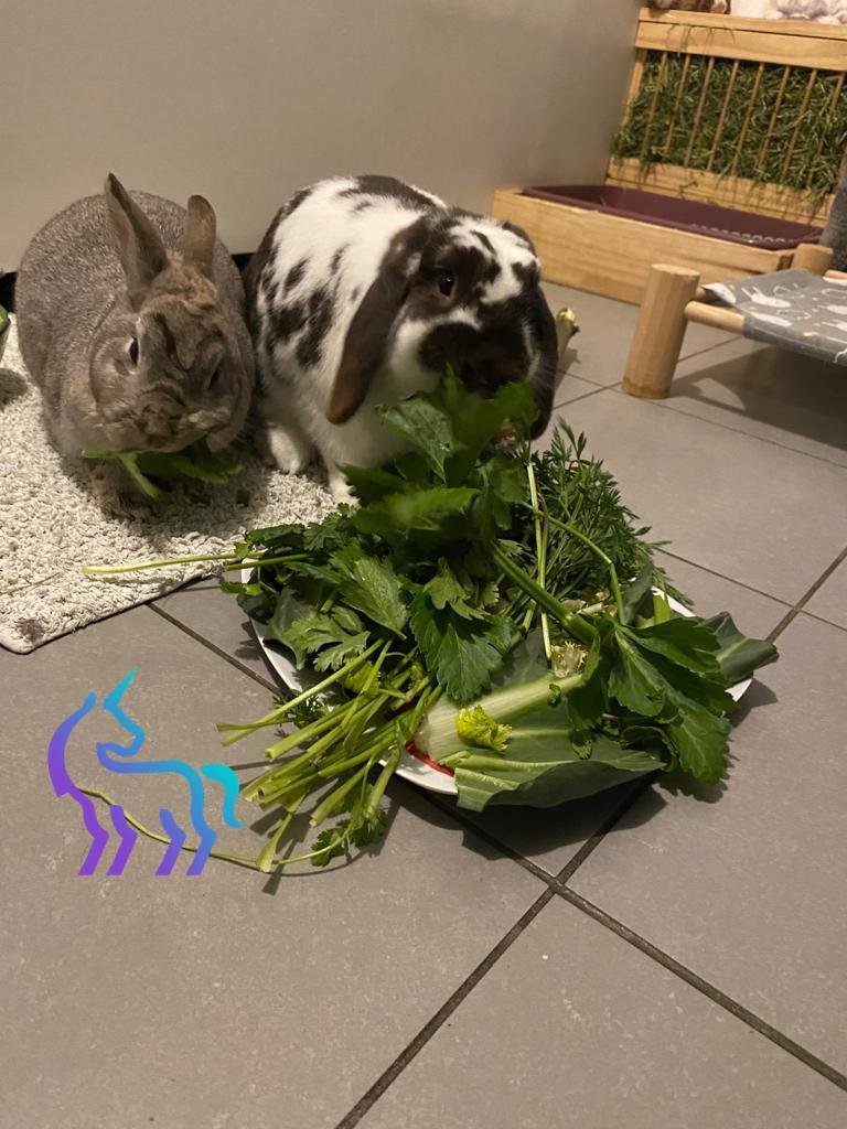 L'alimentation du lapin de compagnie