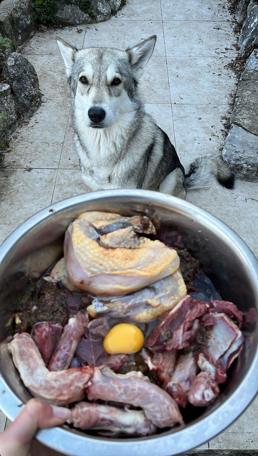 Alimentation BARF et nutrition canine Nice