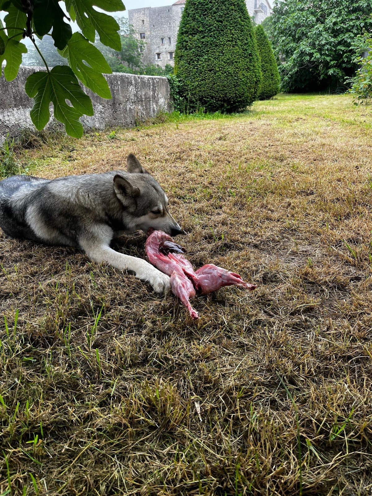 Chien consommant sa ration crue