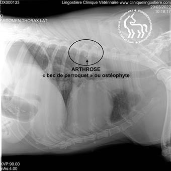 Traitement de l'arthrose canine - Clinique Lingostière Nice