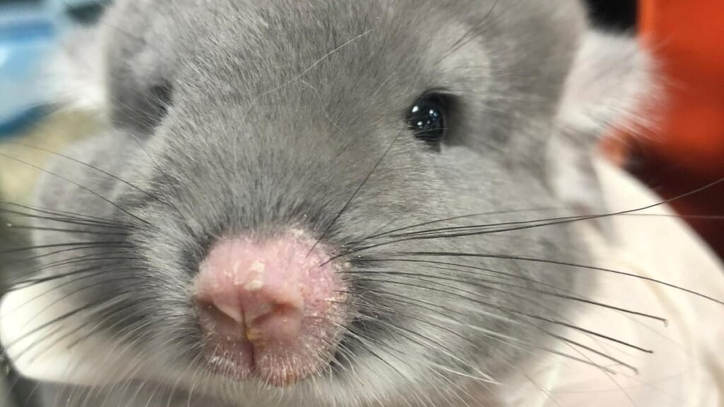 Article Teigne chinchilla Lingostiere veterinaire Nic