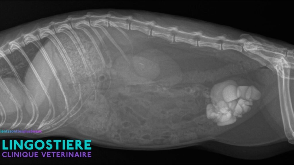 Article calcul furet radio Lingostiere veterinaire Nice