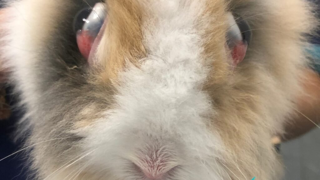 Article lapin thymome exophtalmie