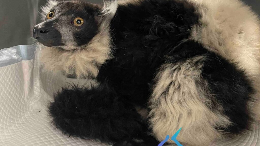 Article lemurien lingostiere veterinaire Nice