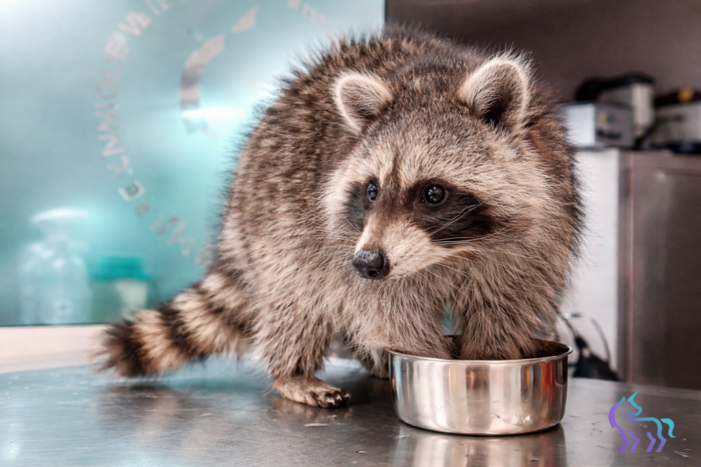 Article raton laveur Lingostiere veterinaire Nice