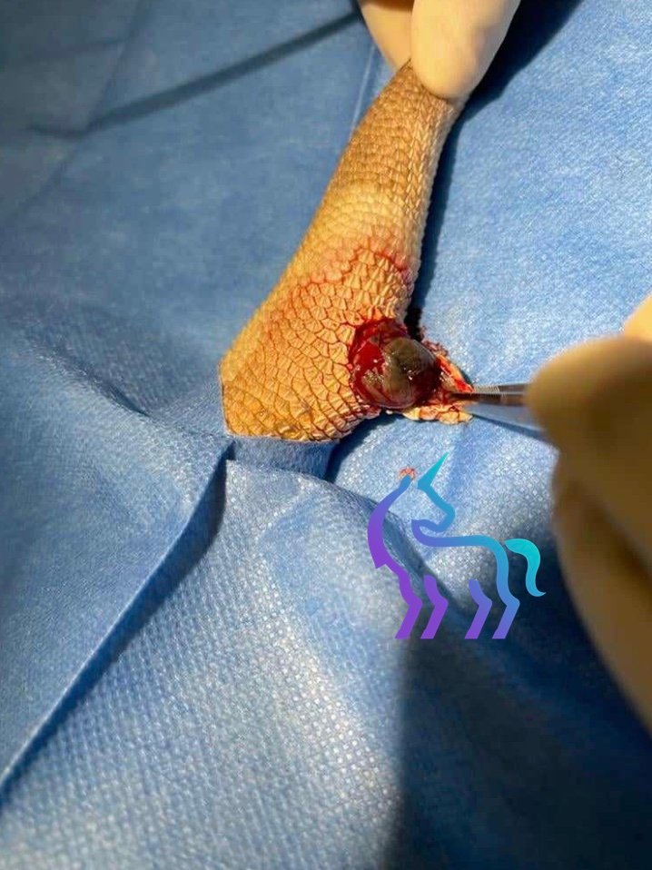 Biopsie chromatophorome