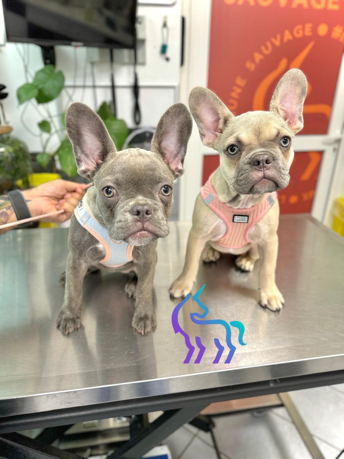 Bouledogues Luna Maya