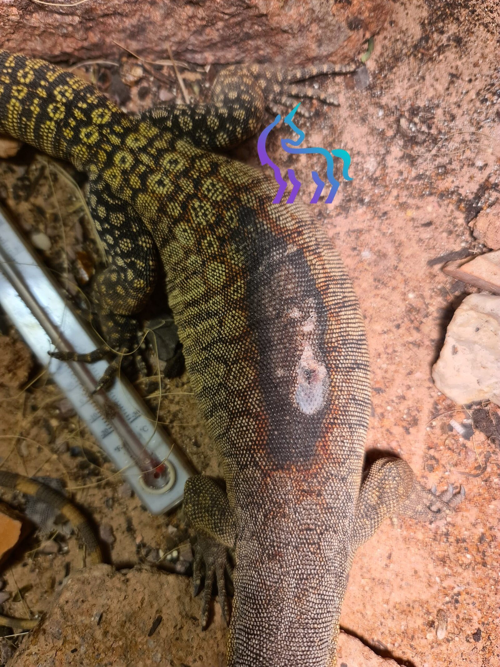 Brûlure sur un varan