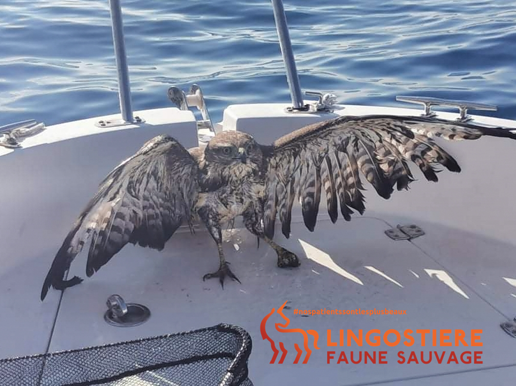 Sauvetage buse variable pleine mer