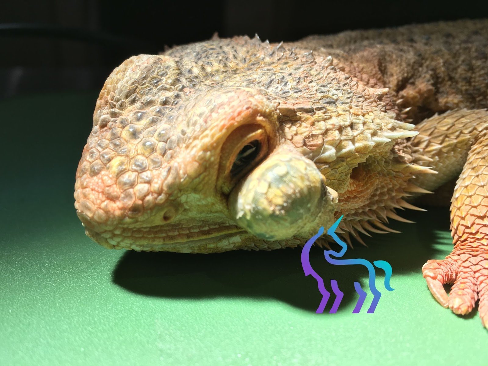 Chromatophorome chez les reptiles