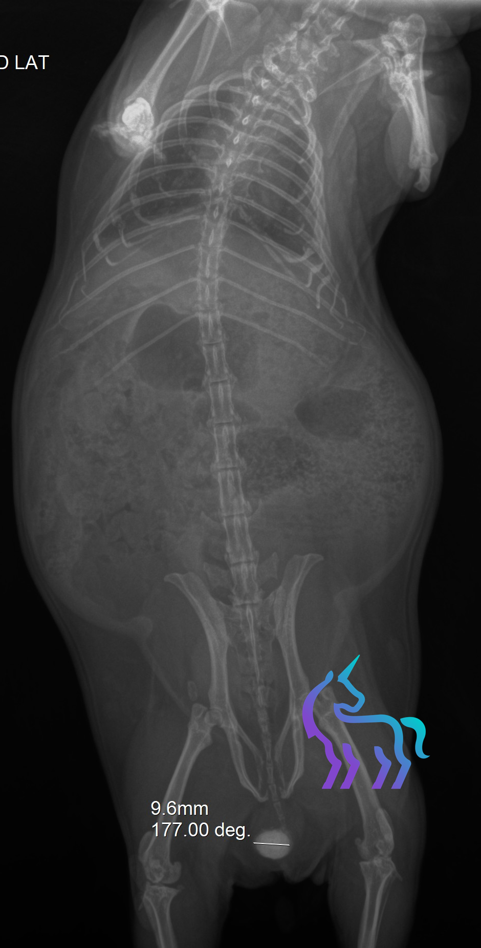 Calcul urinaire cobaye