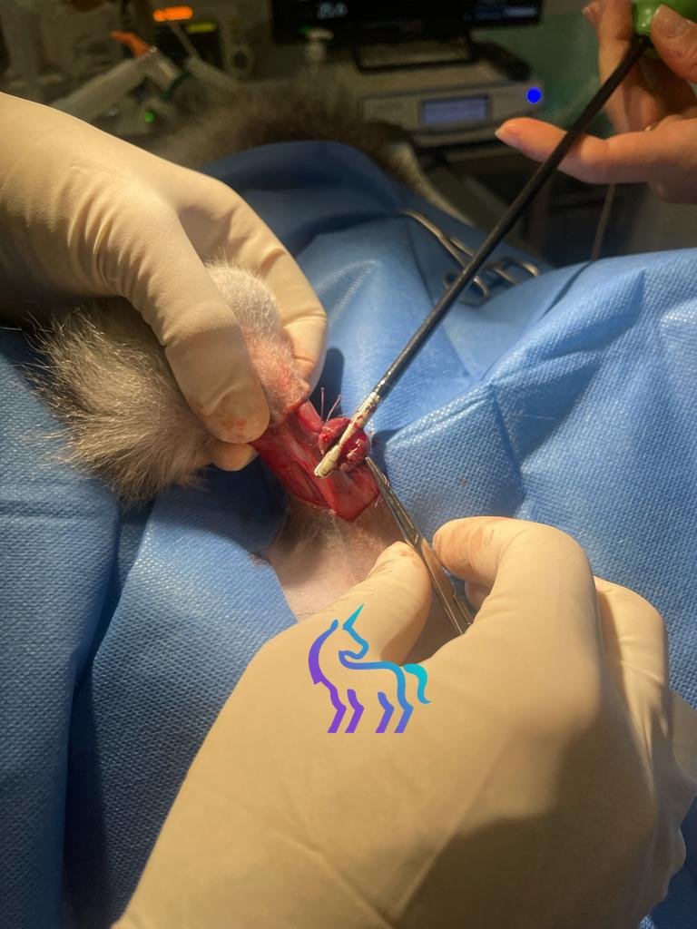 Chirurgie fusion tissulaire wallaby