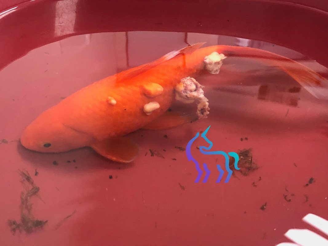 Charlotte avant chirurgie - Fibrosarcome