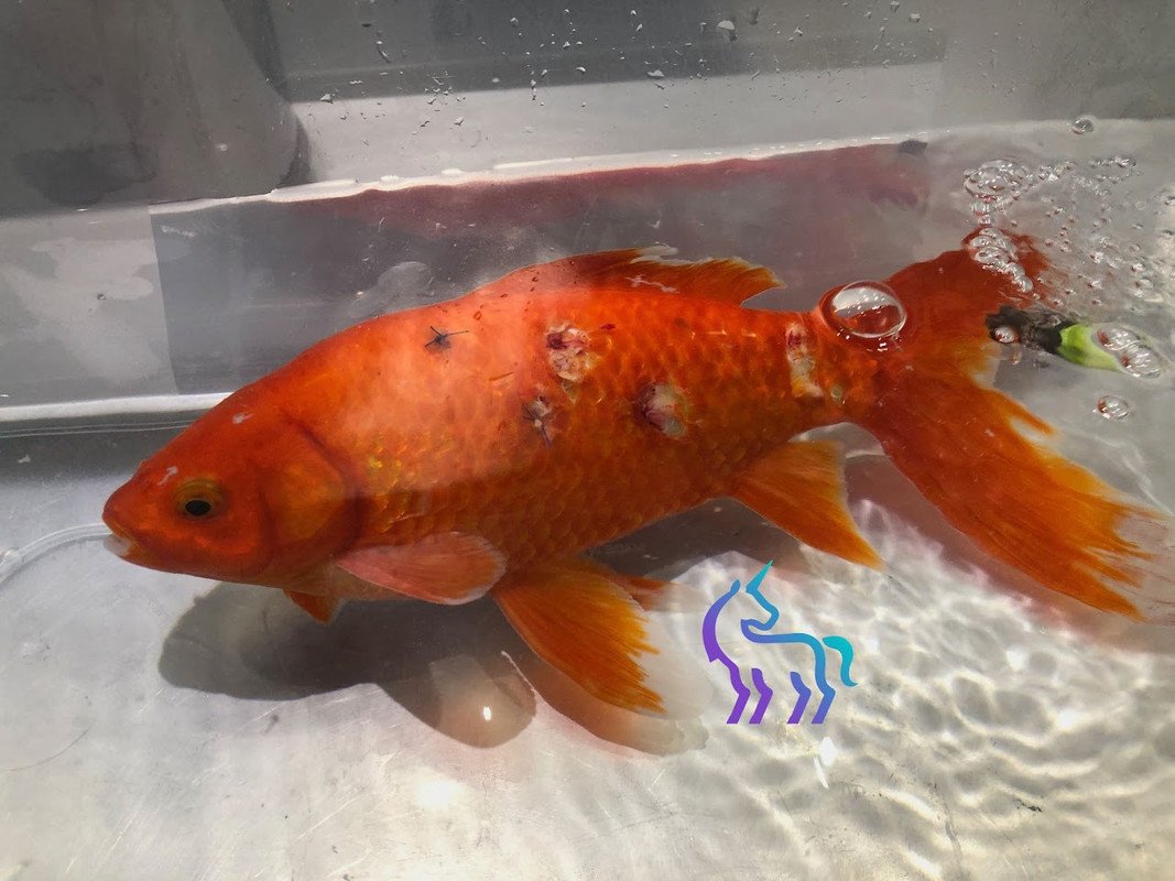 Charlotte post-opératoire