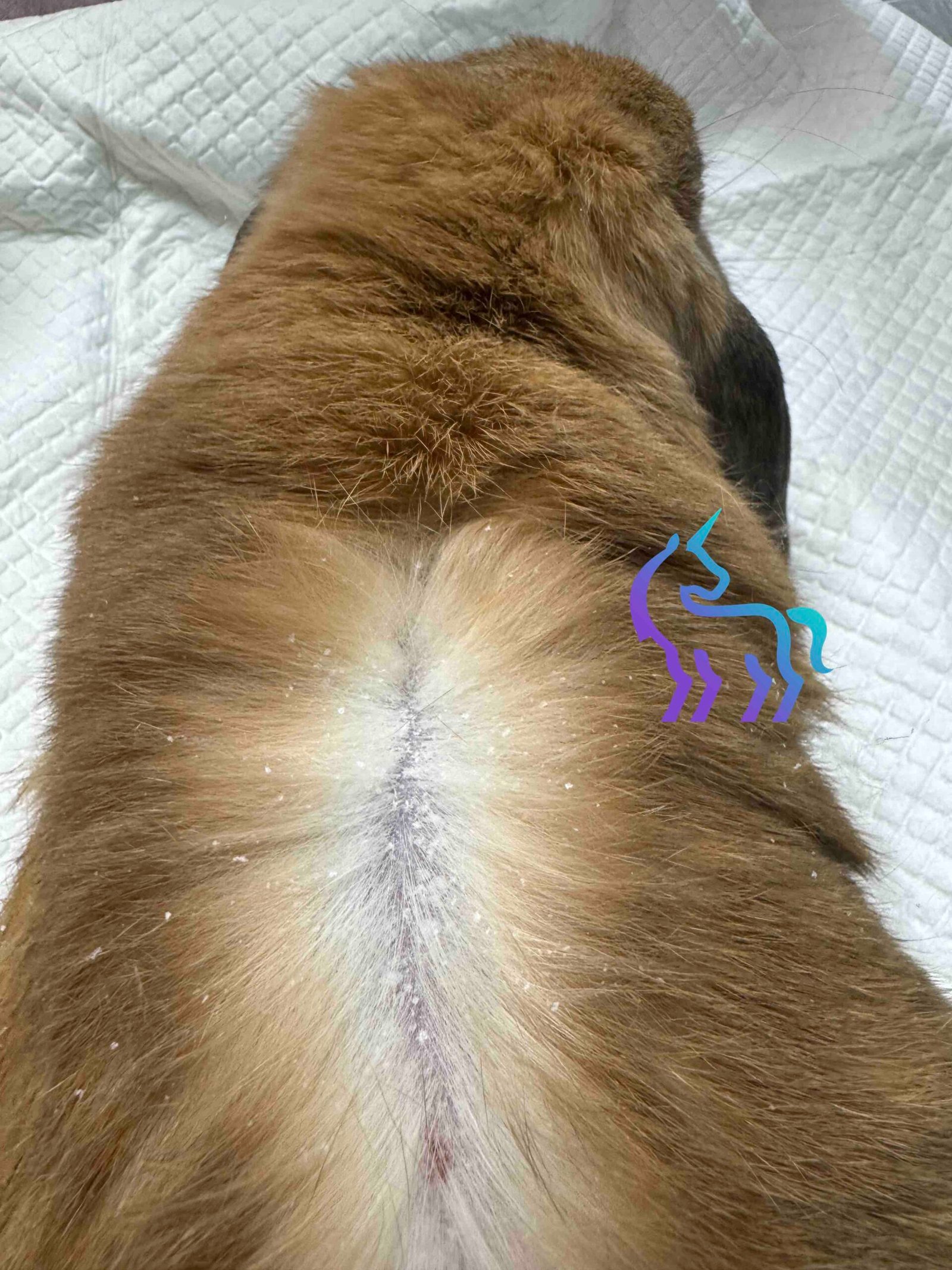 Pellicules de cheyletiellose sur le dos d'un lapin