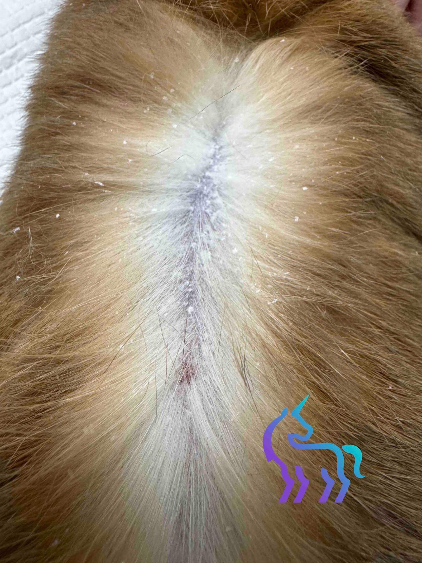 Cheyletiellose et pellicules chez le lapin