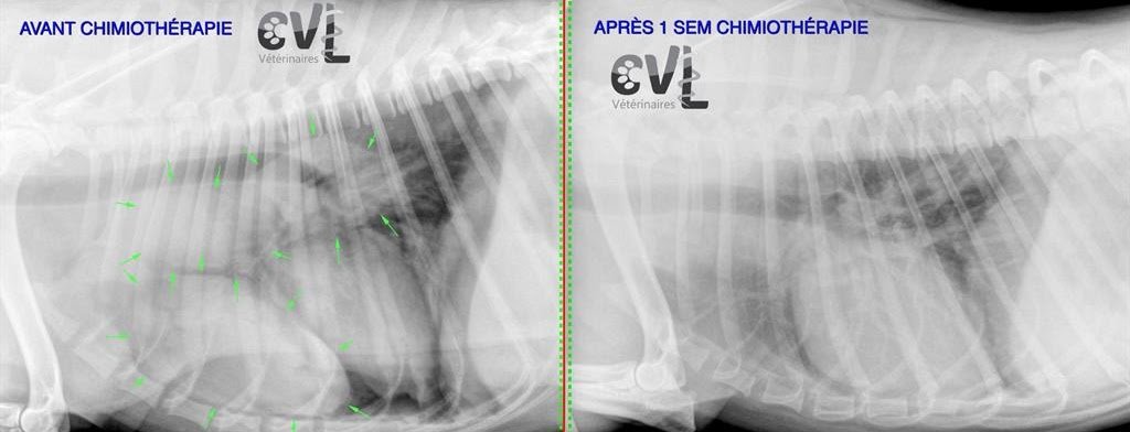 Chien atteint d'un lymphome