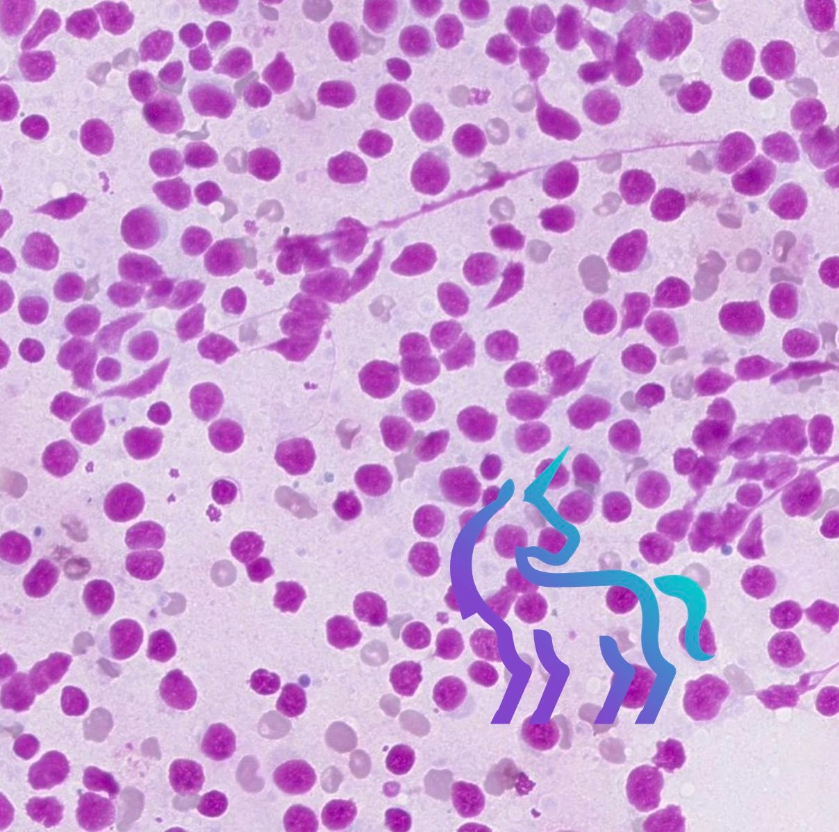 Ponction ganglion lymphatique chien lymphome
