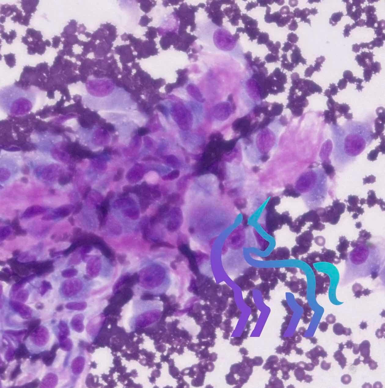 Tumeur tissus mous chien