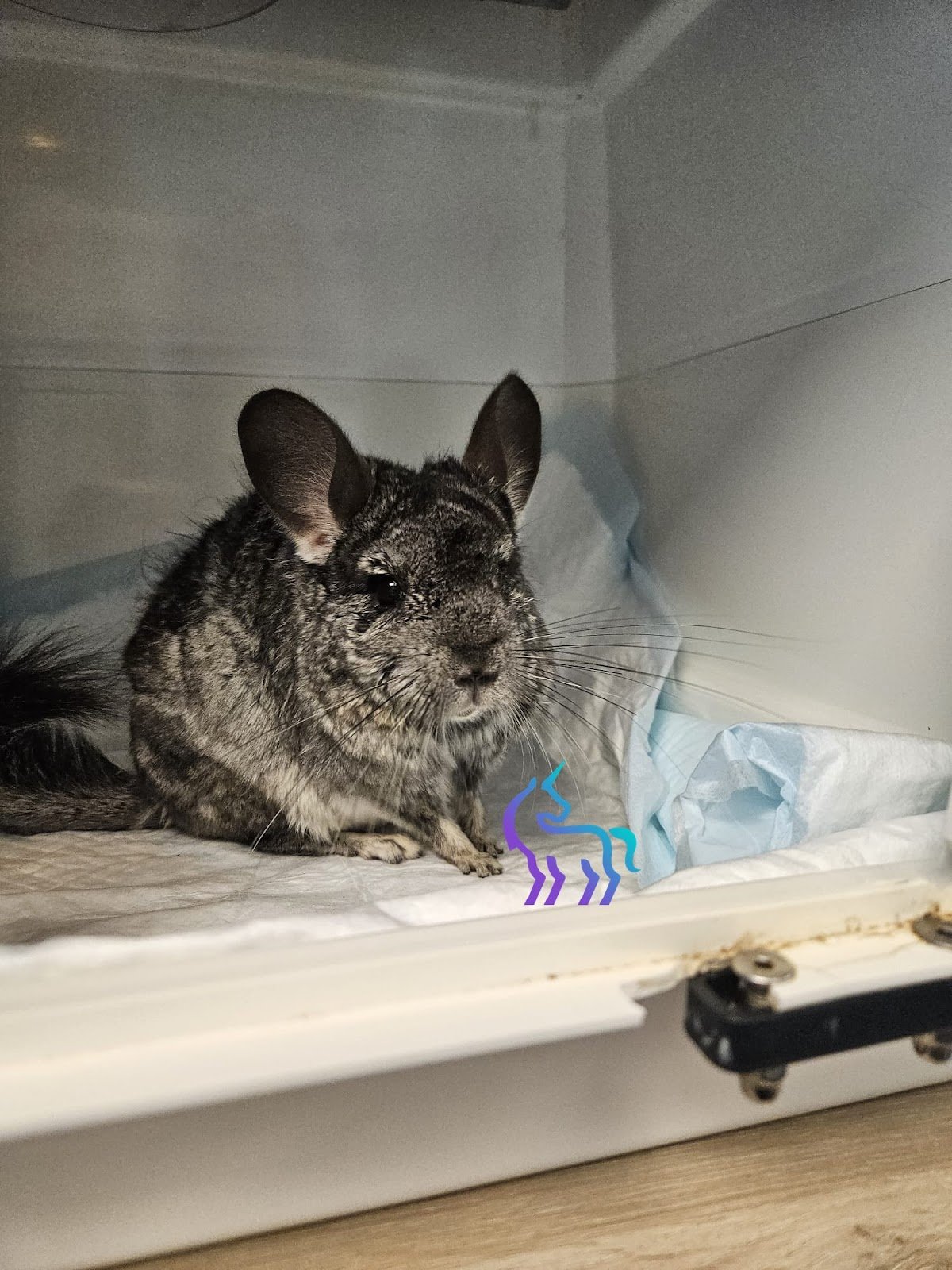 Chinchilla Octodon Gerbille malade - Médecine rongeurs Nice