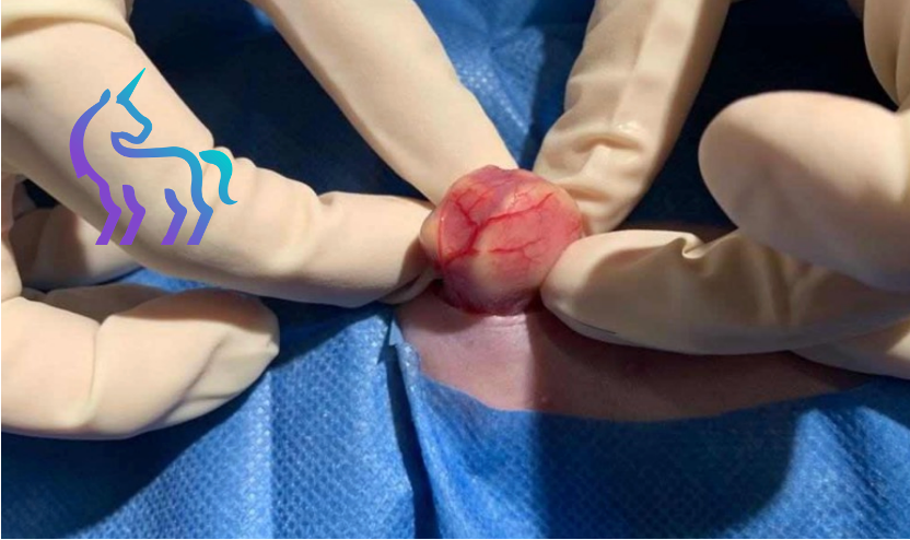 Chirurgie cystotomie furet