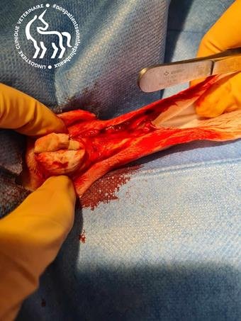 Chirurgie otite lapin Étape 2