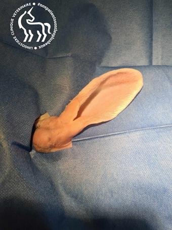 Chirurgie otite lapin Nice