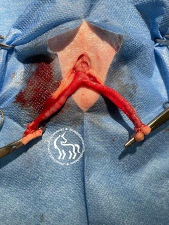 Pyomètre chez le hamster