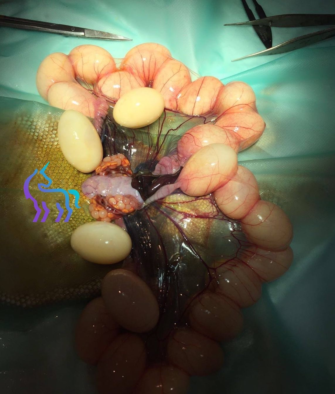 Chirurgie de retrait des œufs chez un Pogona