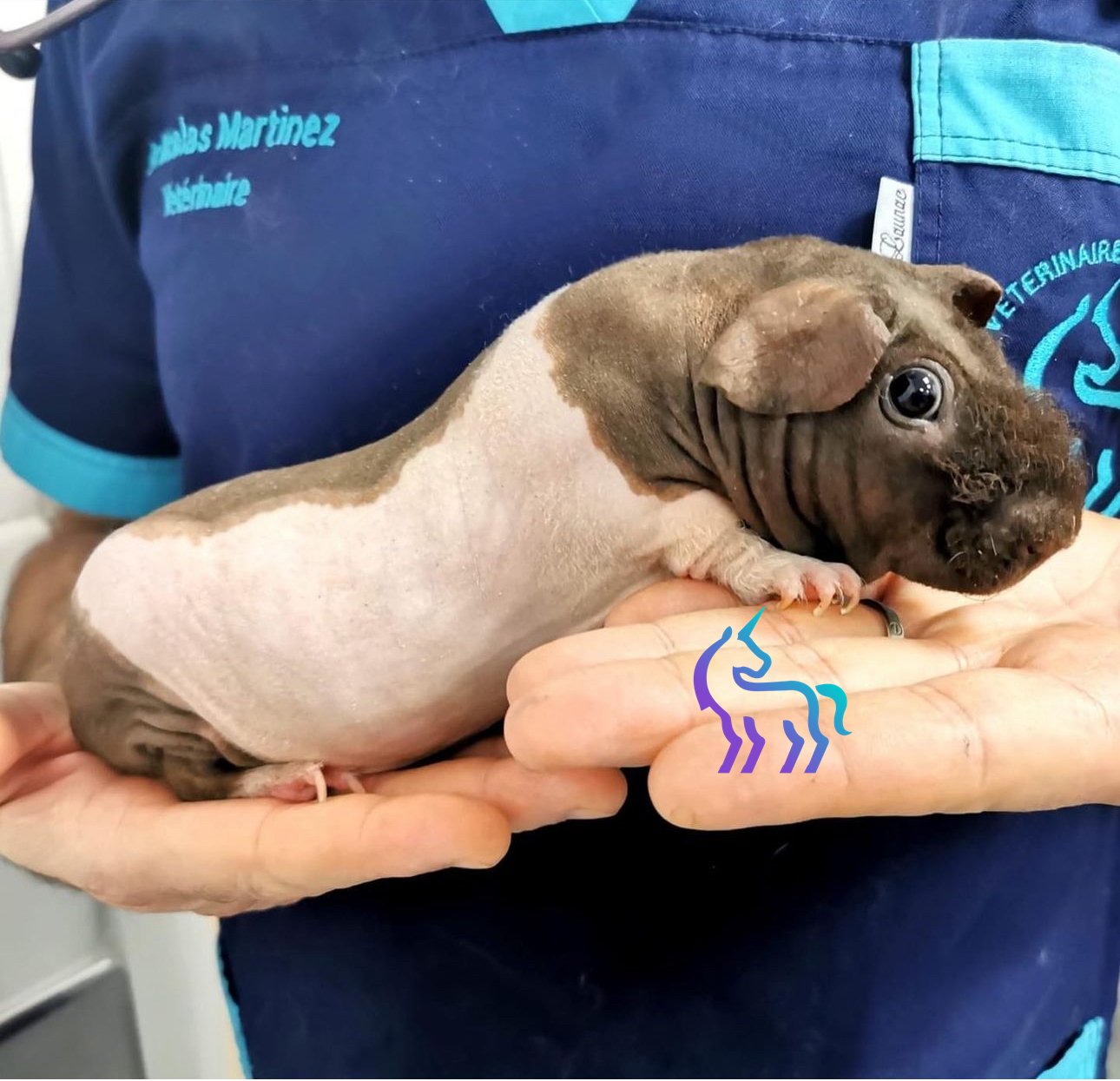 Cobaye malade - Consultation vétérinaire spécialisée Nice