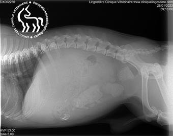 Distension abdominale chien - Dr Ghislain