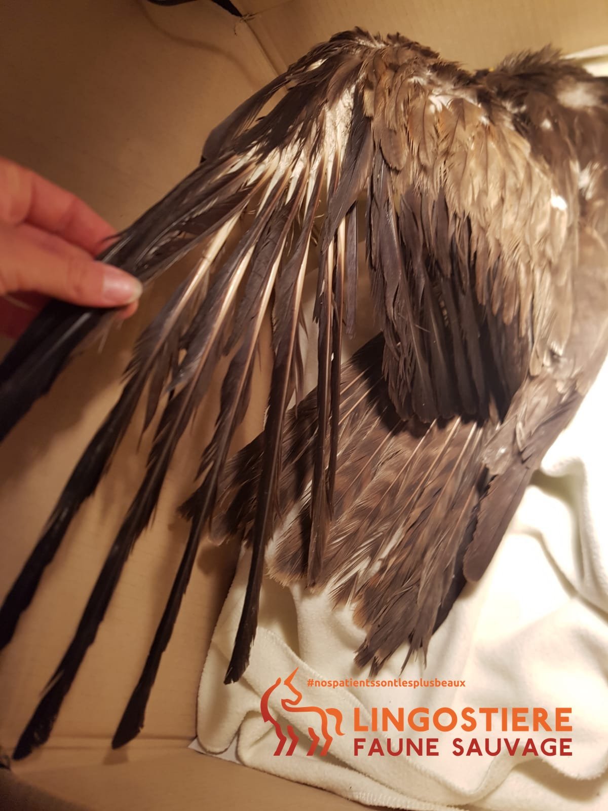 Début séchage Milan