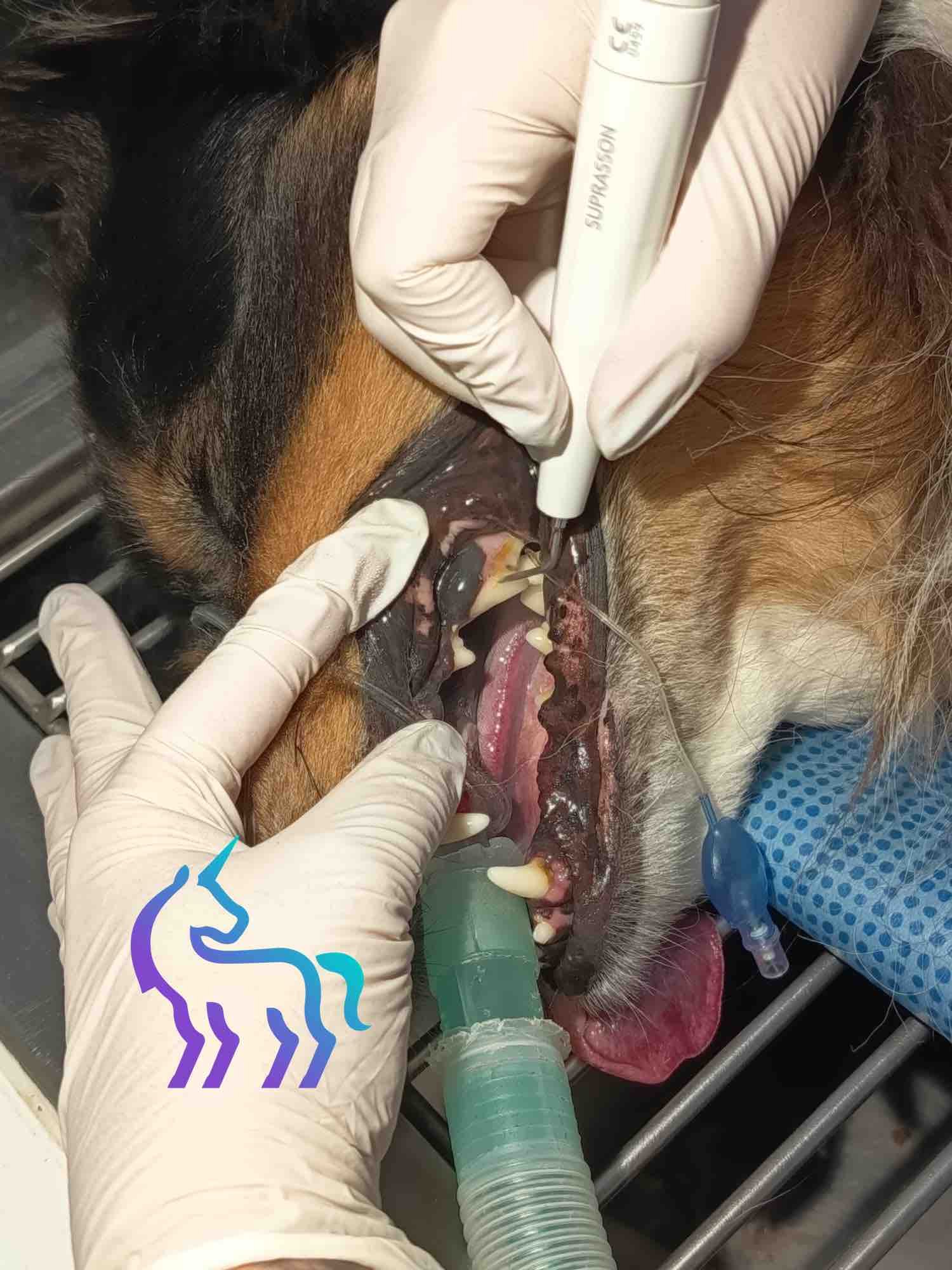 Détartrage professionnel par ultrasons à Nice Lingostière