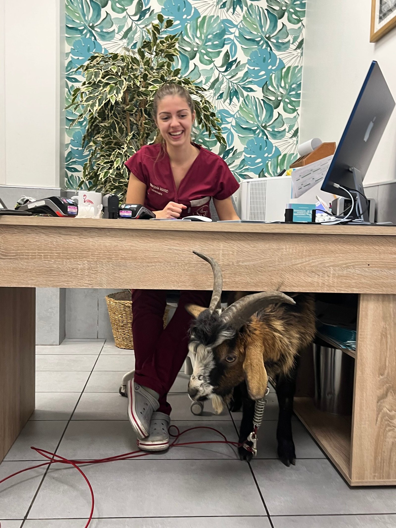 Dr Marjorie MARIO examinant une chèvre